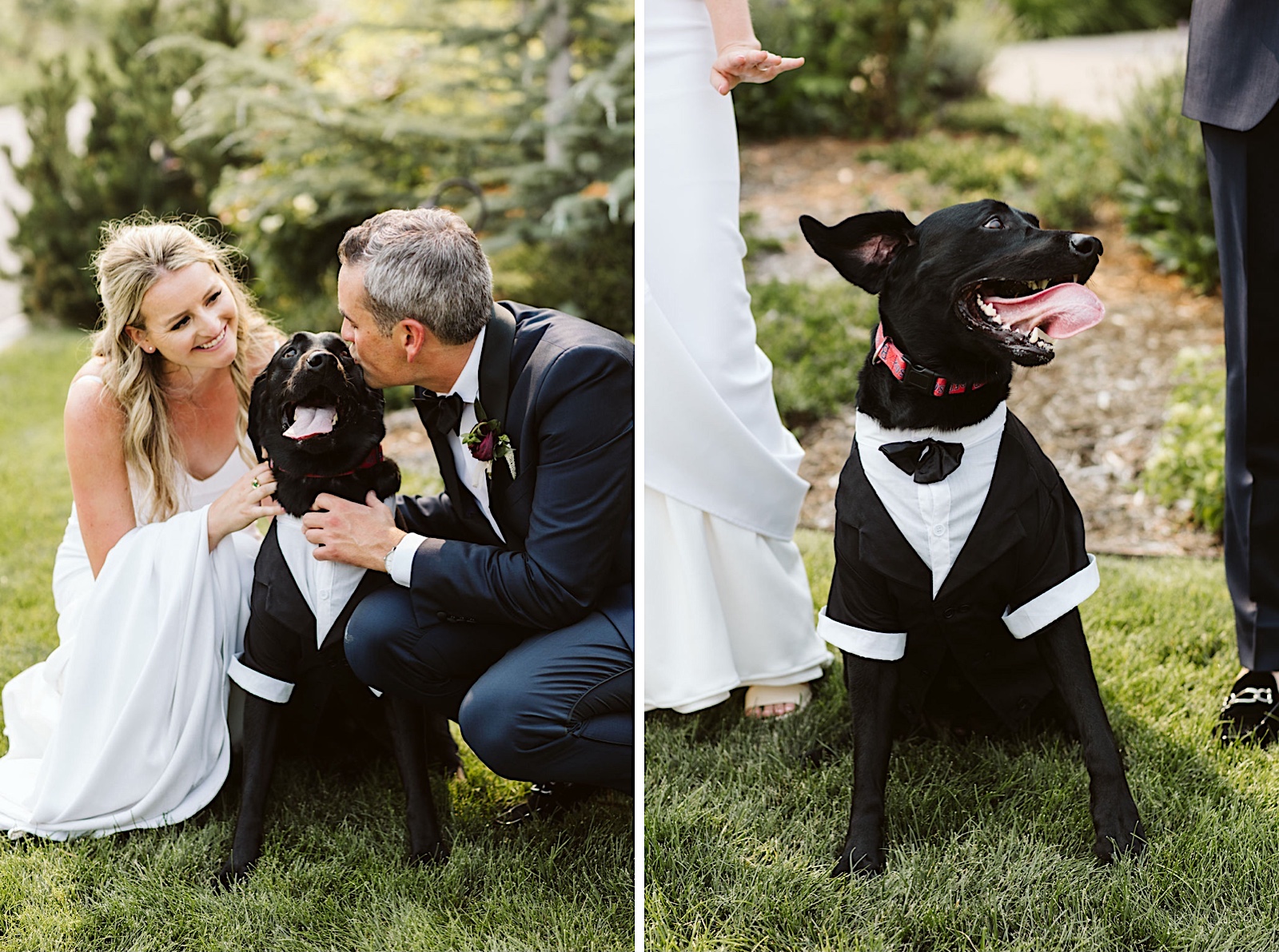 Vibrant Wedding At Siren Song Vineyard: bride and groom with their dog
